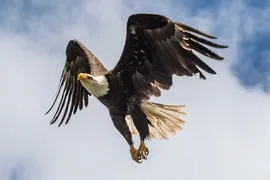 bald eagle in flight