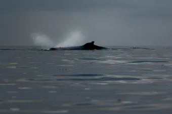 Whale Watching - Kayaking on the Coastal Waters of Vancouver Island