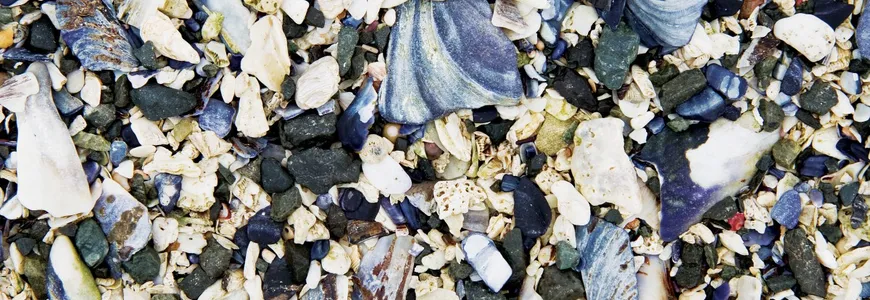 Intertidal Shells