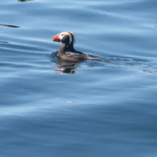 Tufted Puffin - Marine Biology while base camp kayaking