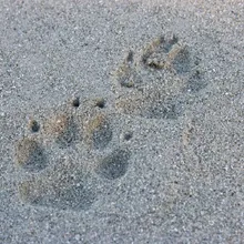 Beach Sand Foot Prints on Vancouver Island
